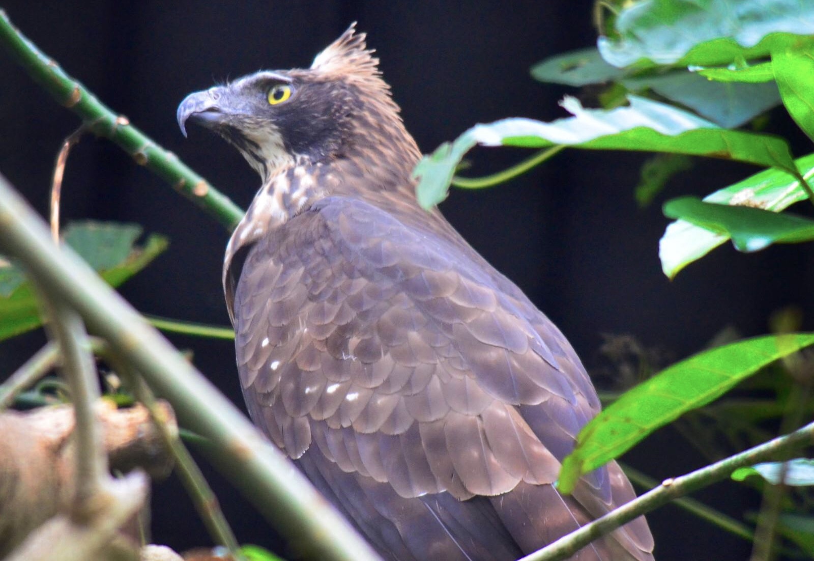 養鷹當心重罰 亂養竟要砍雙手 I Media 愛傳媒