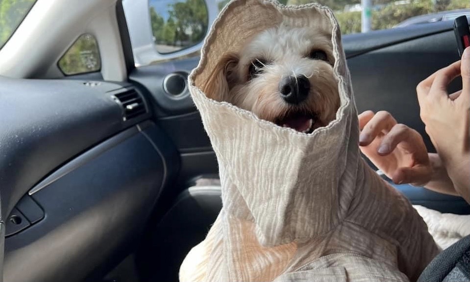 藺奕》我的長新冠暗黑童話故事