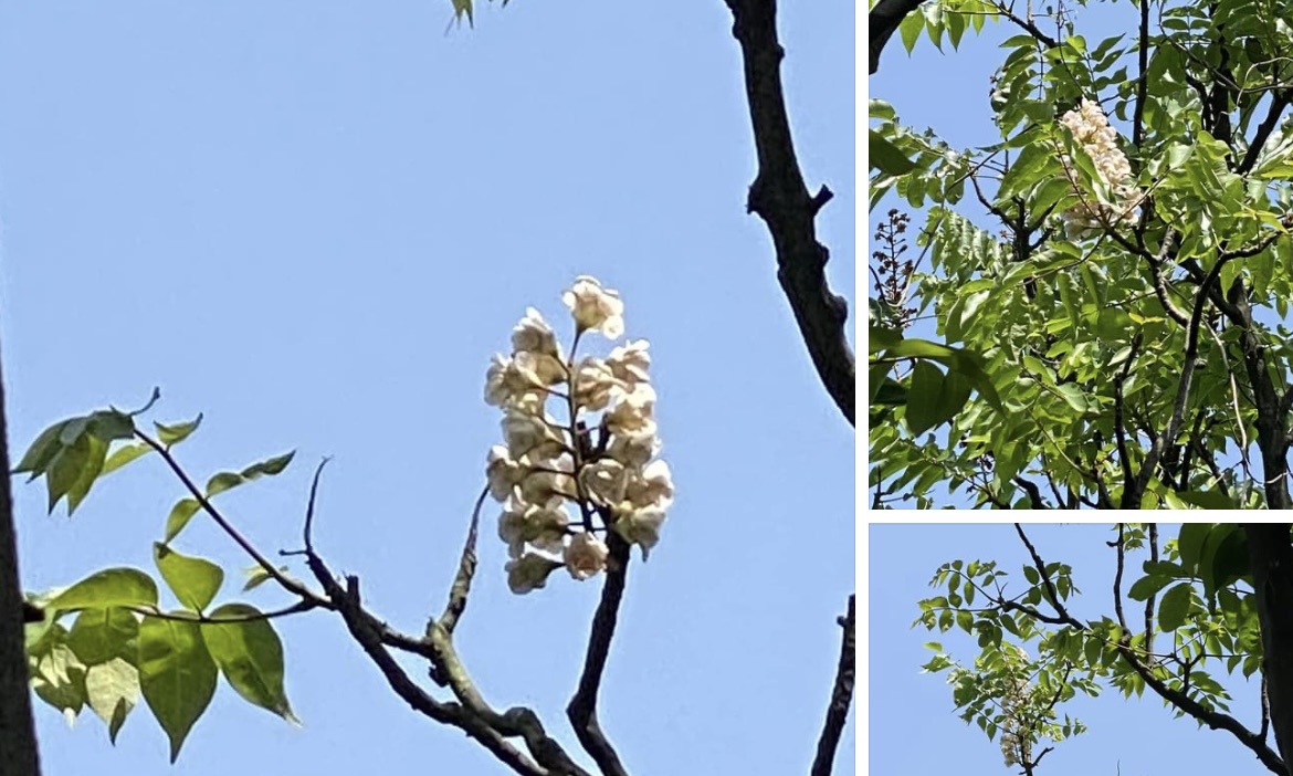 左化鵬》新山水庫見鐘萼木 
