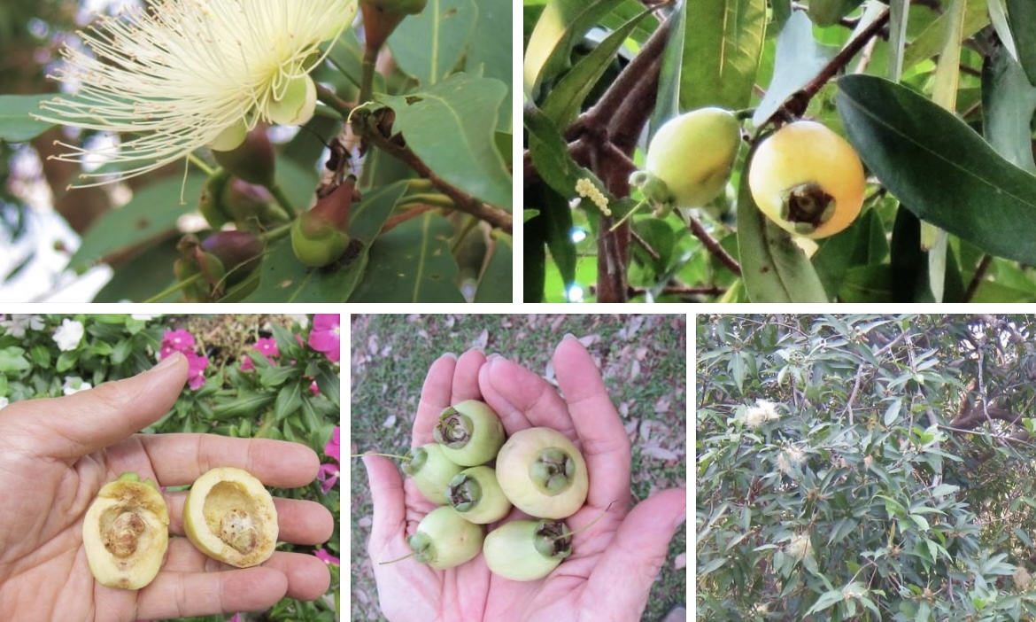 呂自揚》月世界的野蒲桃—— 山村孩子的零食