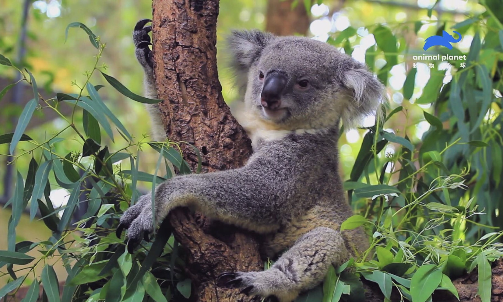 無尾熊總是抱著樹原來有內幕 I Media 愛傳媒